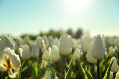 Blossoming tulips with dew drops in field on spring day