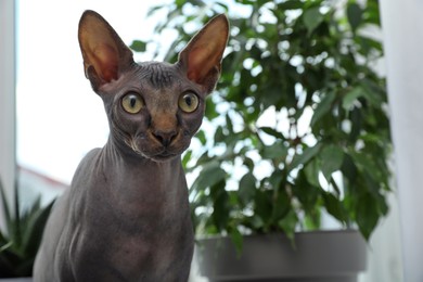 Photo of Sphynx cat near houseplant indoors, space for text