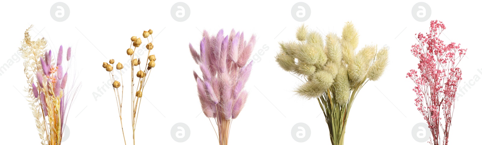 Image of Set with beautiful decorative dry flowers on white background, banner design 