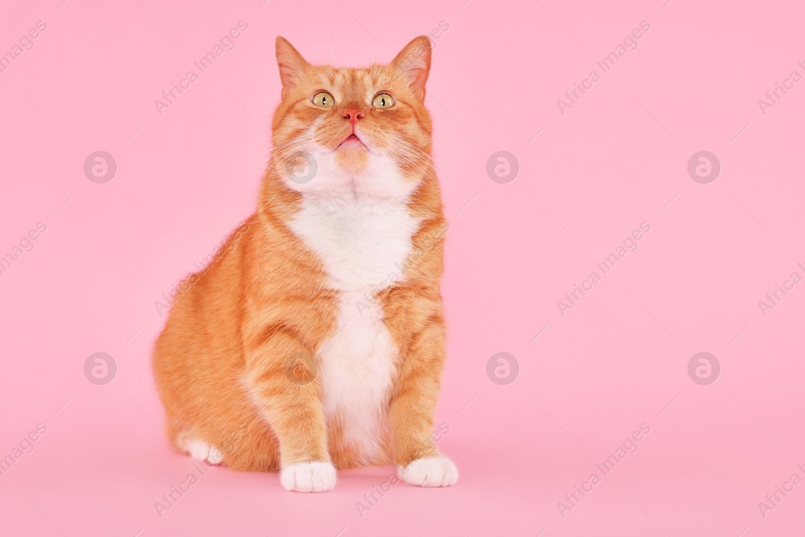 Photo of Adorable fluffy cat on pink background, space for text