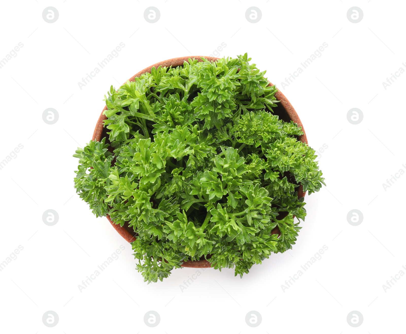 Photo of Bowl with fresh green parsley on white background, top view