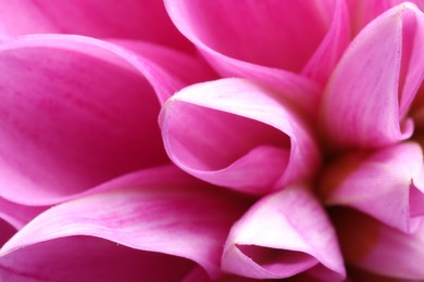 Photo of Beautiful Dahlia flower with pink petals as background, macro view