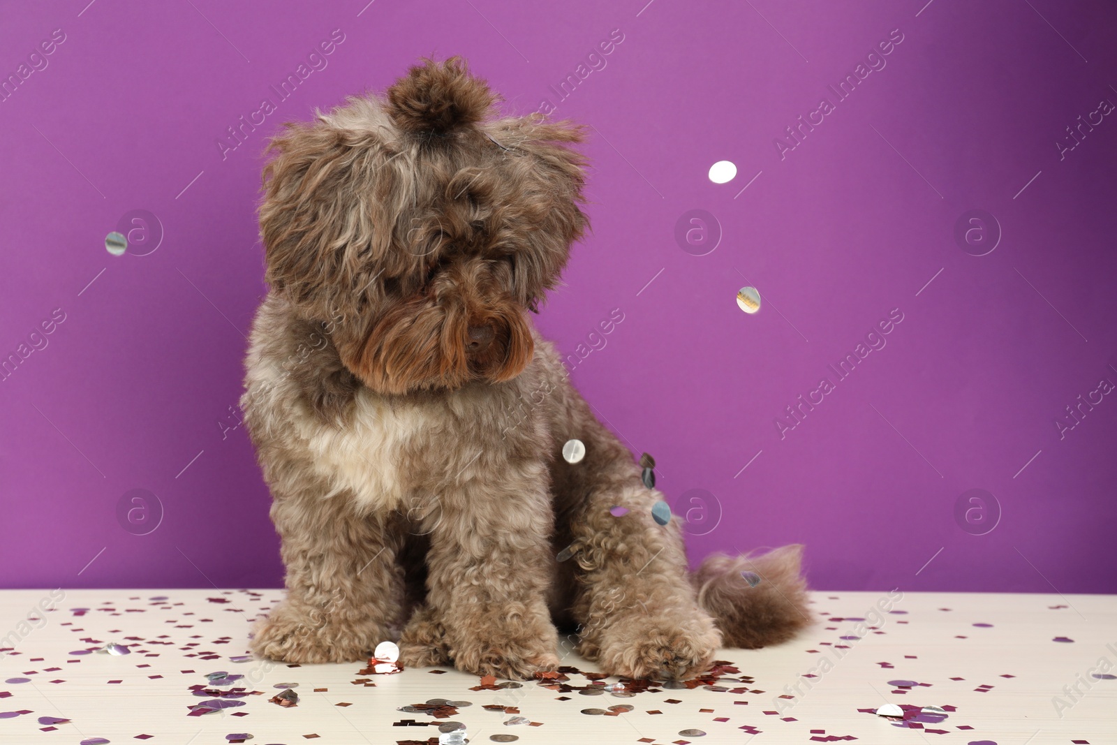 Photo of Cute Maltipoo dog and confetti on white table against violet background, space for text. Lovely pet