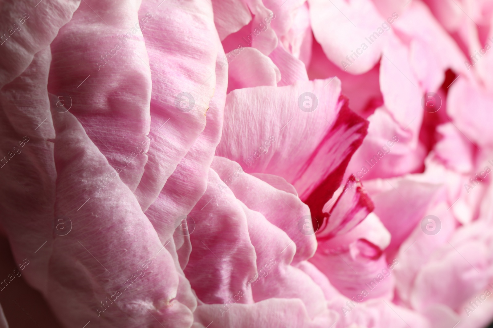 Photo of Closeup view of beautiful blooming peony as background. Floral decor