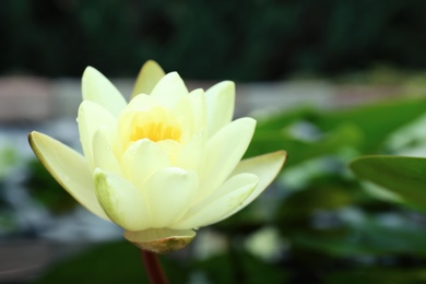 Photo of Beautiful white lotus flower on blurred background