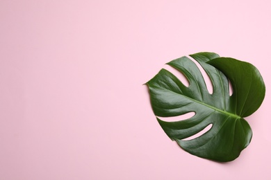 Photo of Leaf of tropical monstera plant on color background, top view with space for text