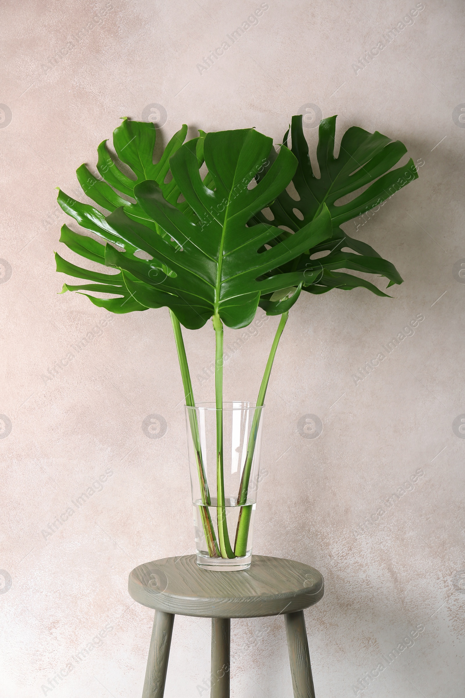 Photo of Vase with tropical monstera leaves on table near color wall