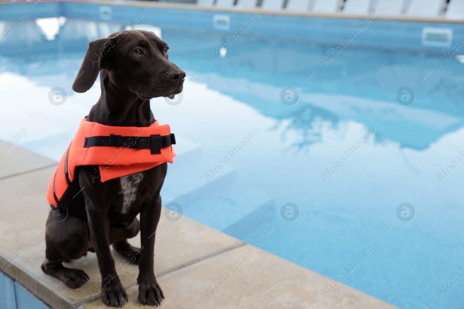 Photo of Dog rescuer in life vest near swimming pool outdoors