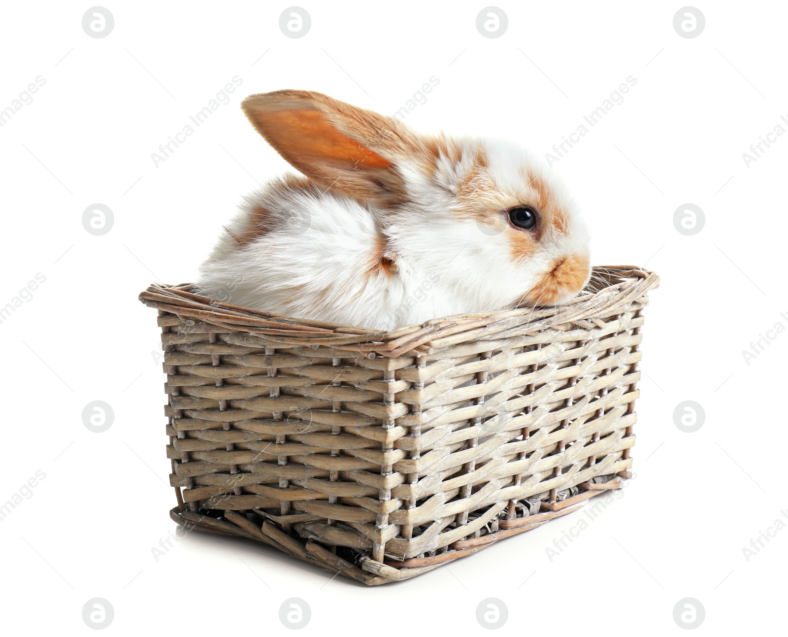 Photo of Cute bunny in wicker basket on white background