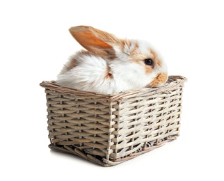 Cute bunny in wicker basket on white background