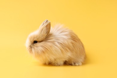 Photo of Cute little rabbit on yellow background. Adorable pet