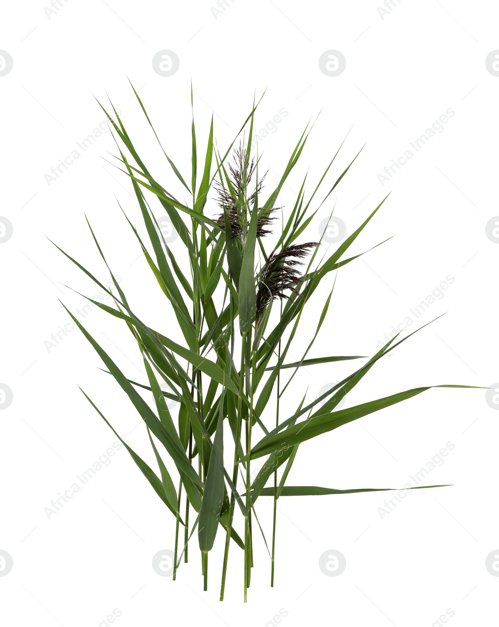 Photo of Beautiful reeds with lush green leaves and seed head on white background