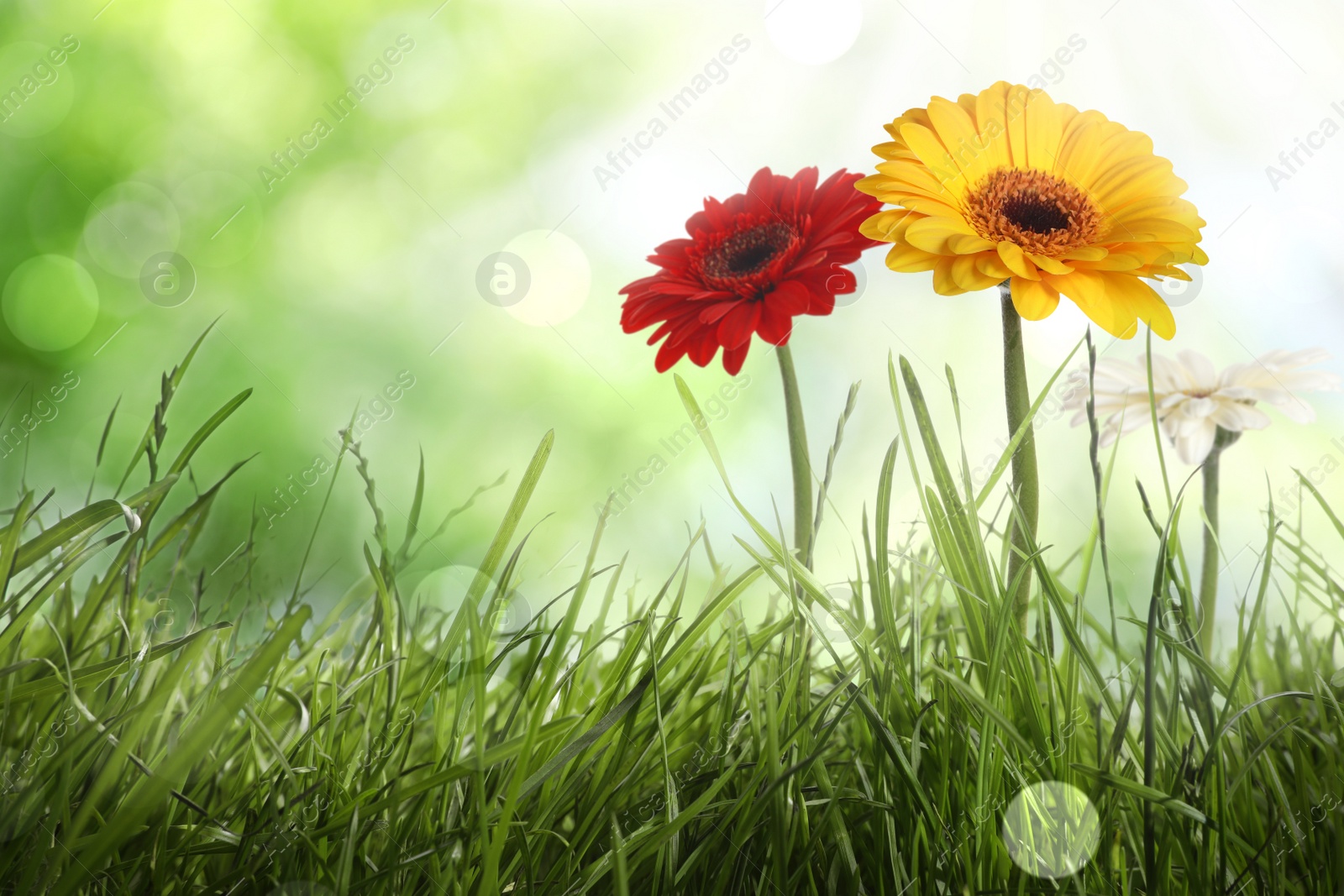 Image of Beautiful red and yellow gerbera flowers among green grass outdoors on sunny day, bokeh effect