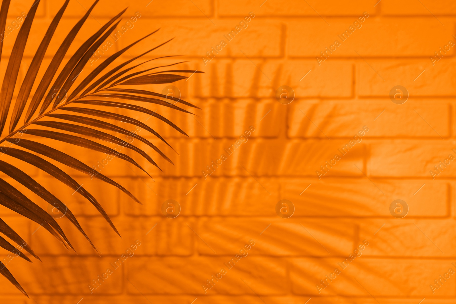 Image of Shadow cast by tropical palm on orange brick wall, space for text