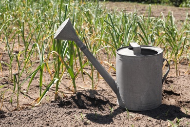 Photo of Aluminum watering can near garlic sprouts in field