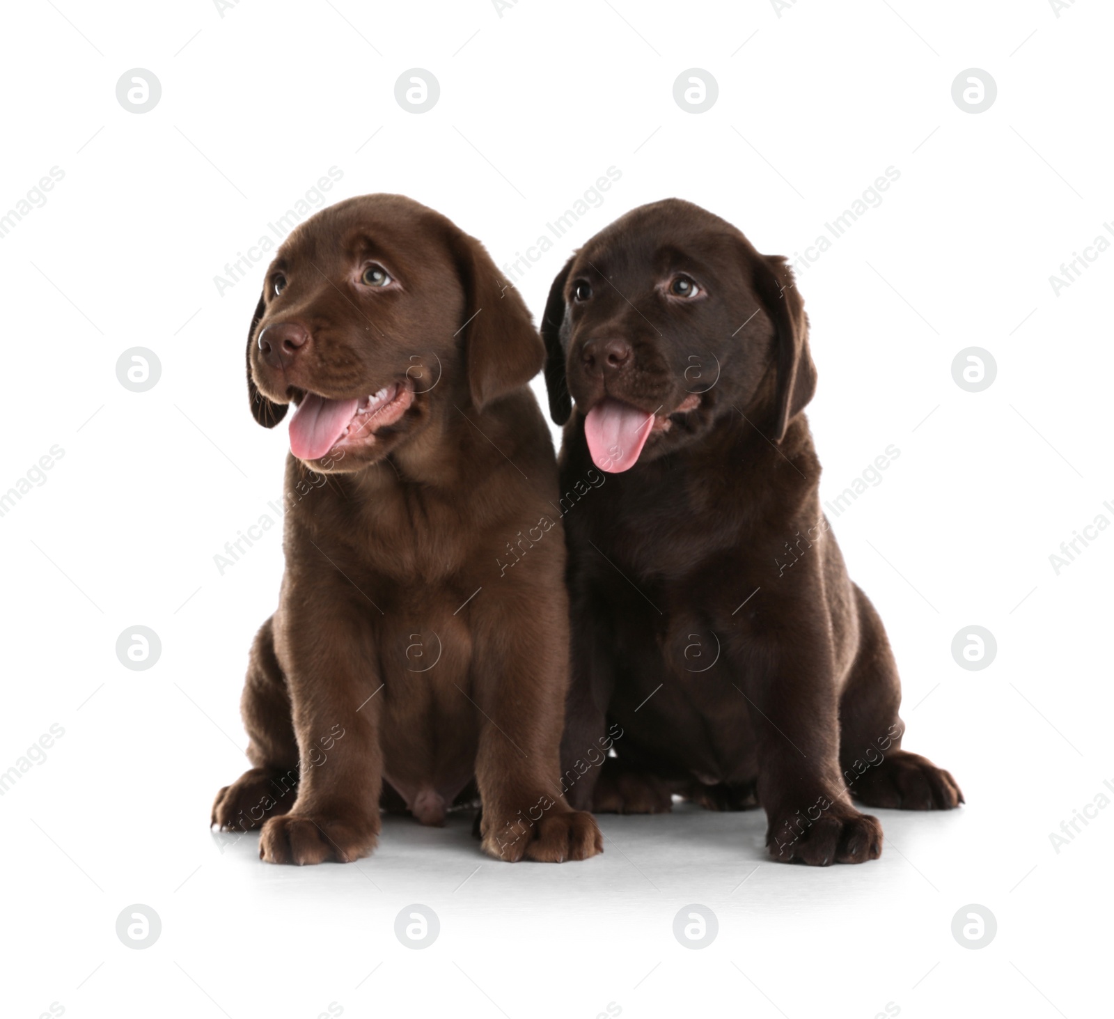 Photo of Chocolate Labrador Retriever puppies on white background