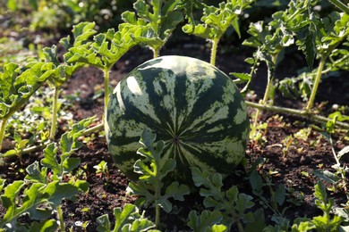 Beautiful watermelon plant with ripe fruit in garden