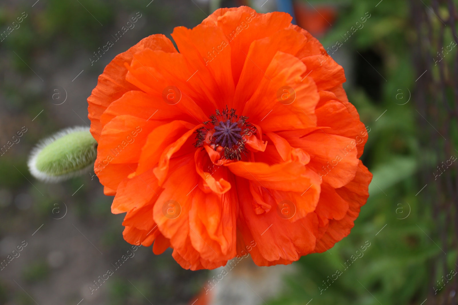Photo of Beautiful red poppy flower on blurred background, top view