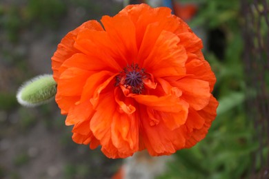 Beautiful red poppy flower on blurred background, top view