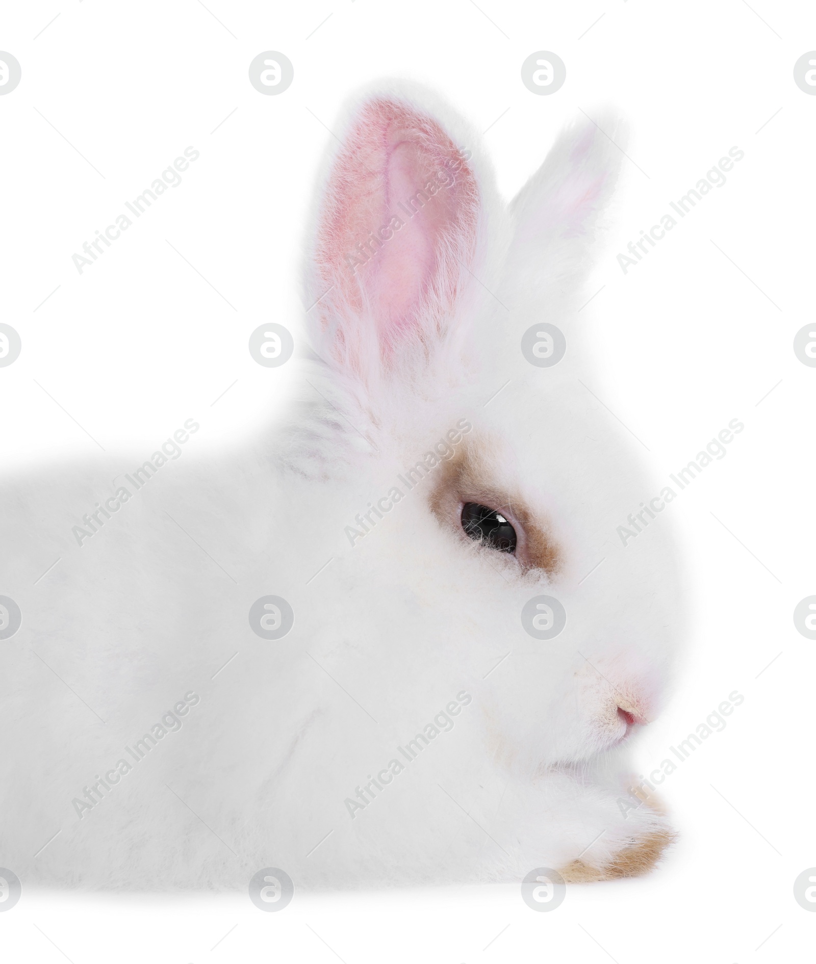 Photo of Fluffy rabbit on white background, closeup with space for text. Cute pet