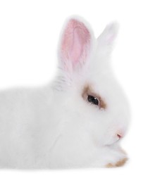 Photo of Fluffy rabbit on white background, closeup with space for text. Cute pet