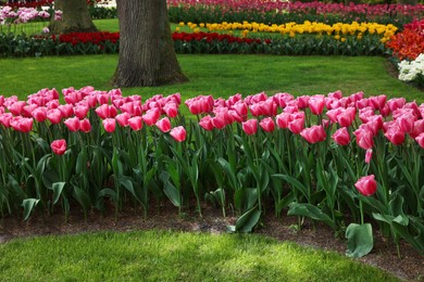 Photo of Many different beautiful tulip flowers in park. Spring season