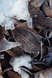 Photo of Dry leaves covered with hoarfrost outdoors on winter morning, closeup