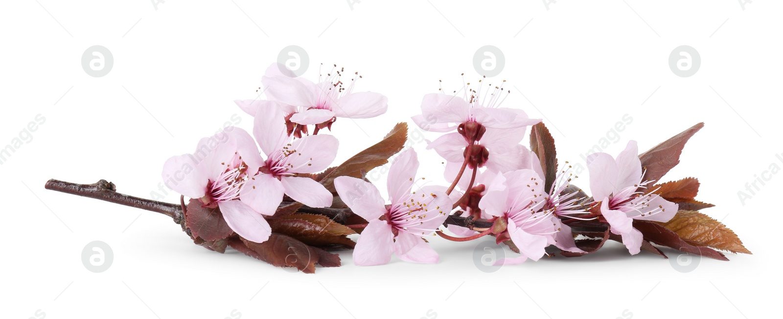 Photo of Spring tree branch with beautiful blossoms isolated on white