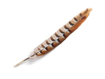 Beautiful brown bird feather isolated on white