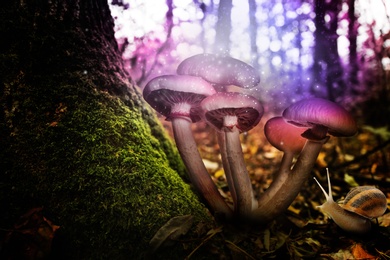 Image of Fantasy world. Mushrooms lit by magic light near snail in enchanted forest
