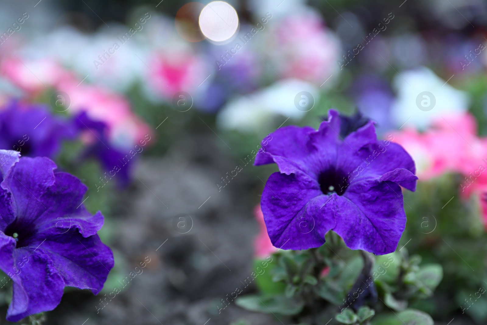 Photo of Beautiful garden flowers outdoors. Amazing nature in summer