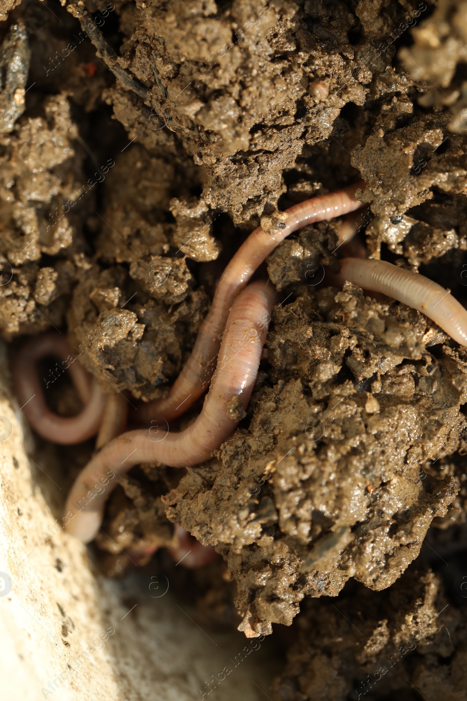 Photo of Many worms crawling in wet soil on sunny day, closeup