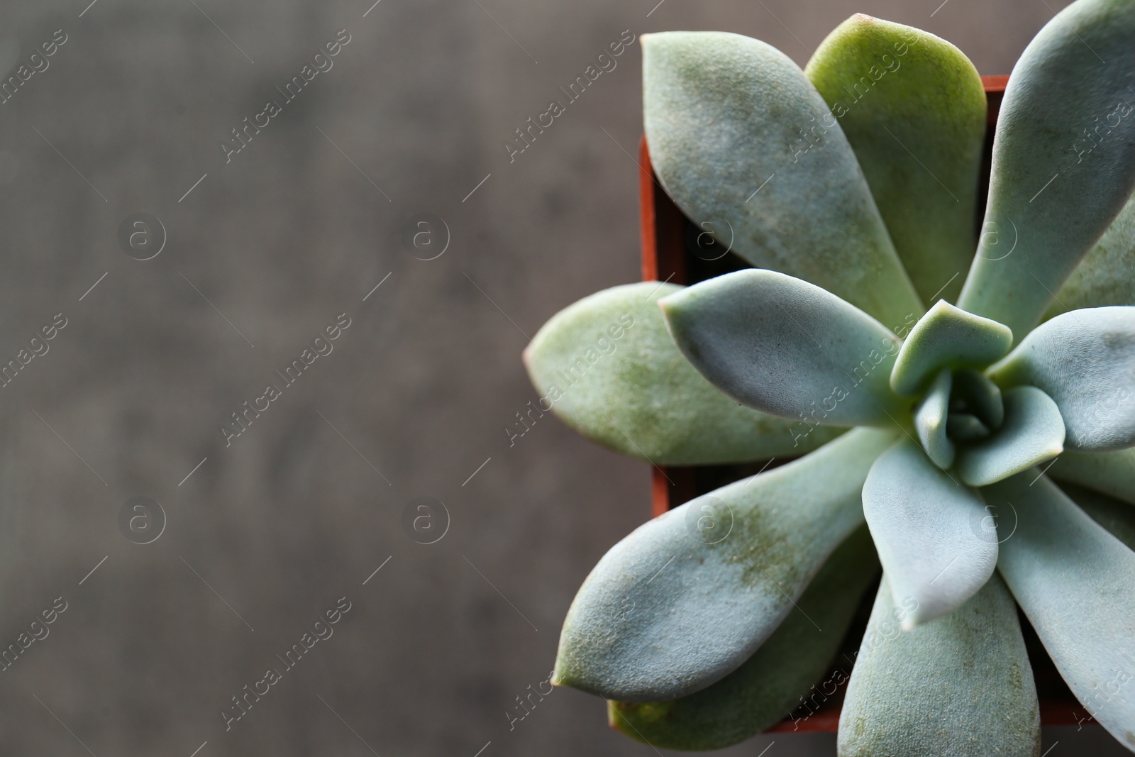 Photo of Beautiful echeveria on grey background, top view with space for text. Succulent plant