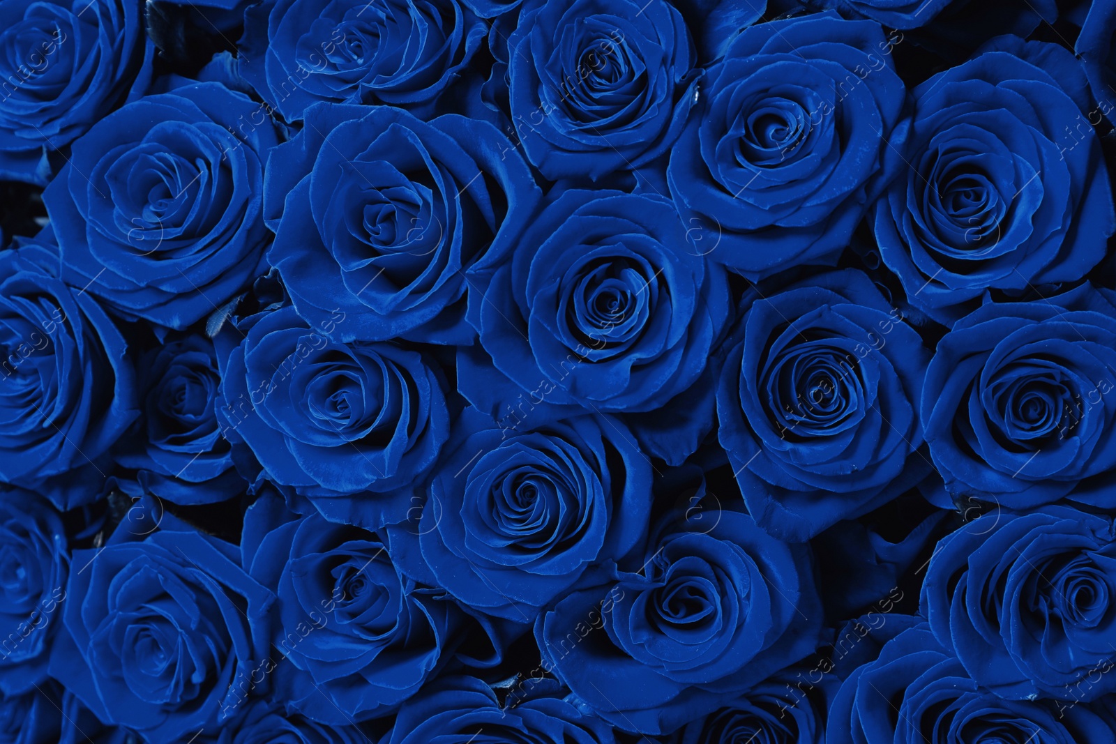 Image of Beautiful fresh blue roses as background, closeup. Floral decor