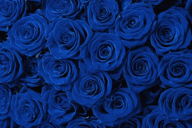 Image of Beautiful fresh blue roses as background, closeup. Floral decor