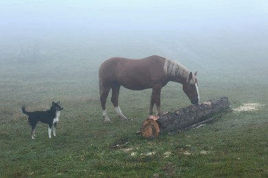 Photo of Horses and cute dog on misty meadow