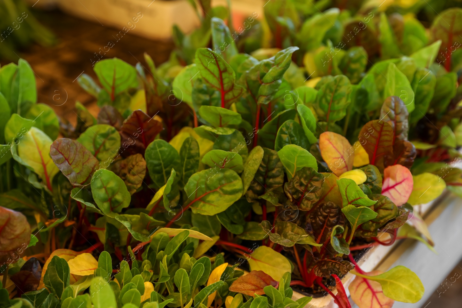 Photo of Beautiful potted beet seedlings in tray, closeup