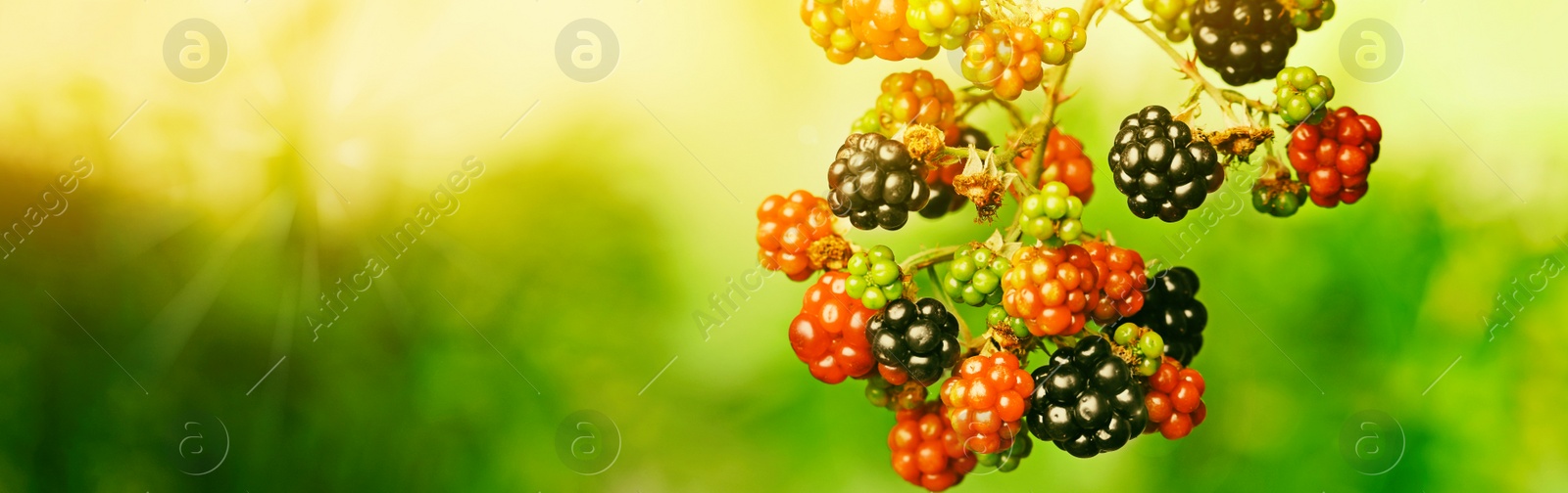 Image of Ripening blackberries on branch against blurred background, closeup. Banner design with space for text