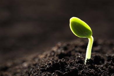 Photo of Little green seedling growing in soil, closeup. Space for text