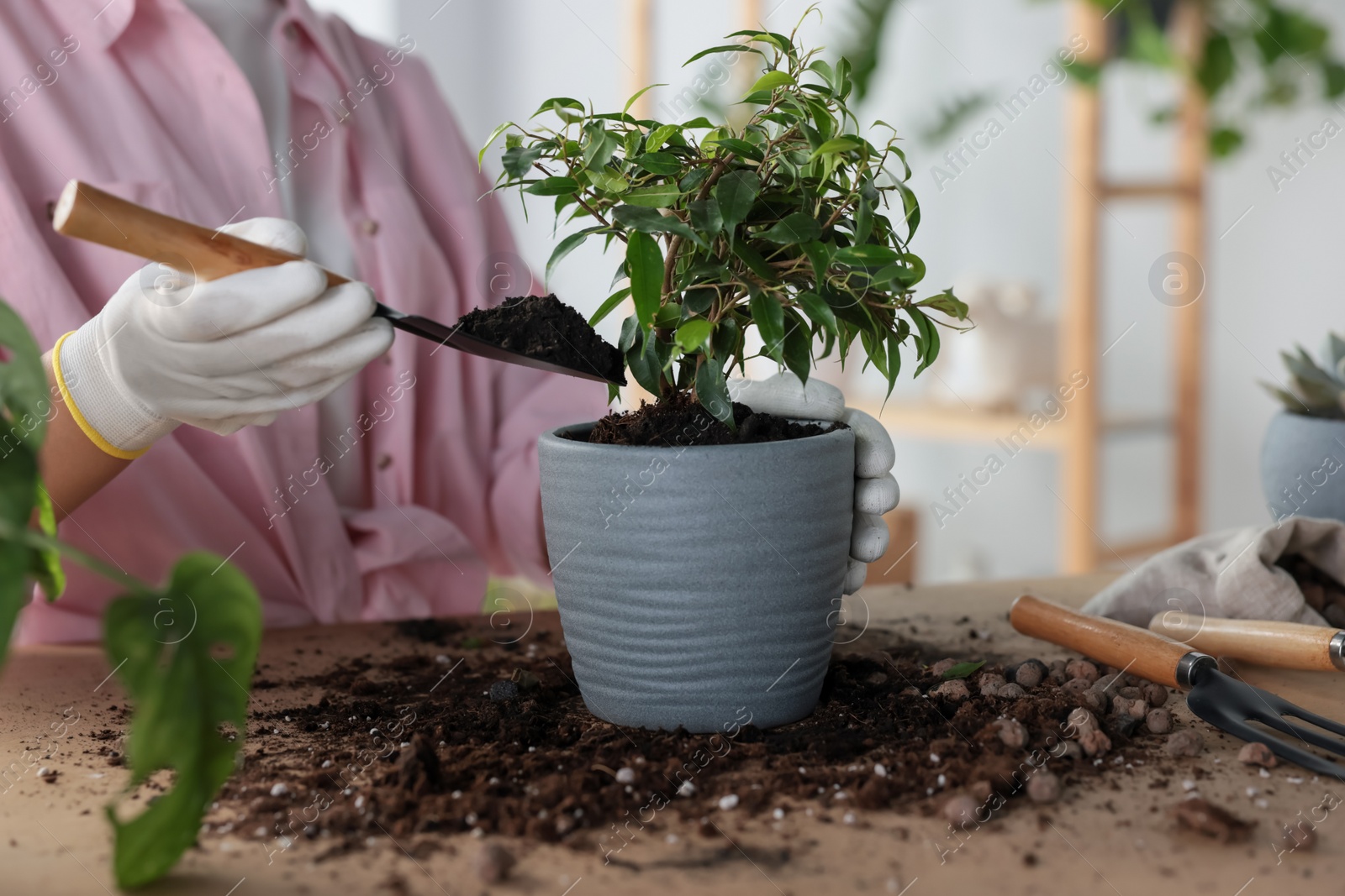 Photo of Woman planting beautiful houseplant at table indoors, closeup