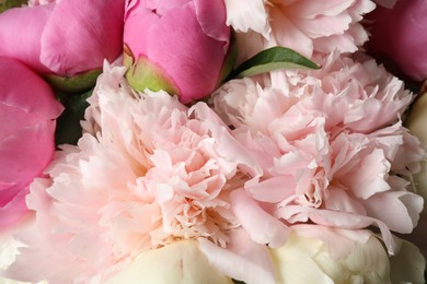 Photo of Beautiful peony bouquet as background, closeup view