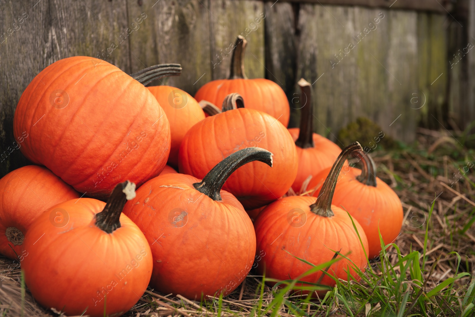 Photo of Many ripe orange pumpkins on grass near wooden fence