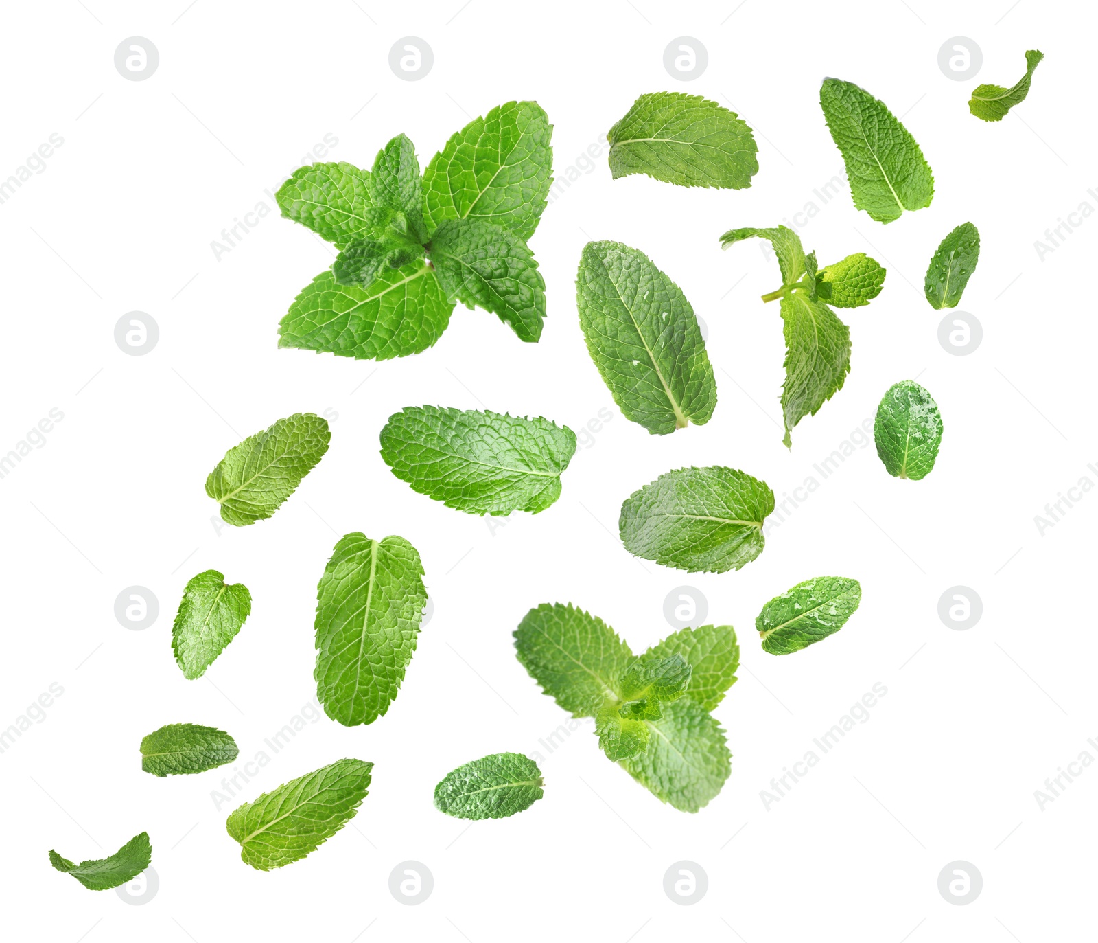 Image of Set of flying green mint leaves on white background