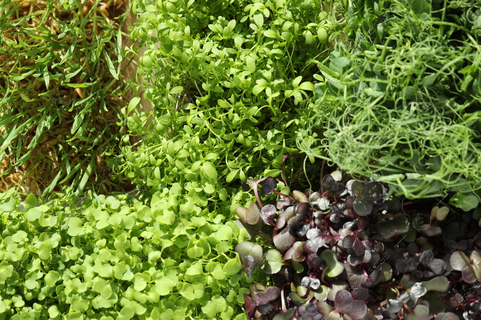 Photo of Different fresh natural microgreens on beige background, top view