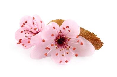 Photo of Beautiful pink sakura tree blossoms with leaf isolated on white