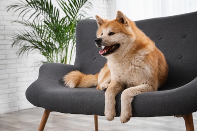 Photo of Cute Akita Inu dog on sofa in living room