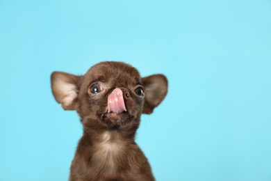 Photo of Cute small Chihuahua dog on light blue background