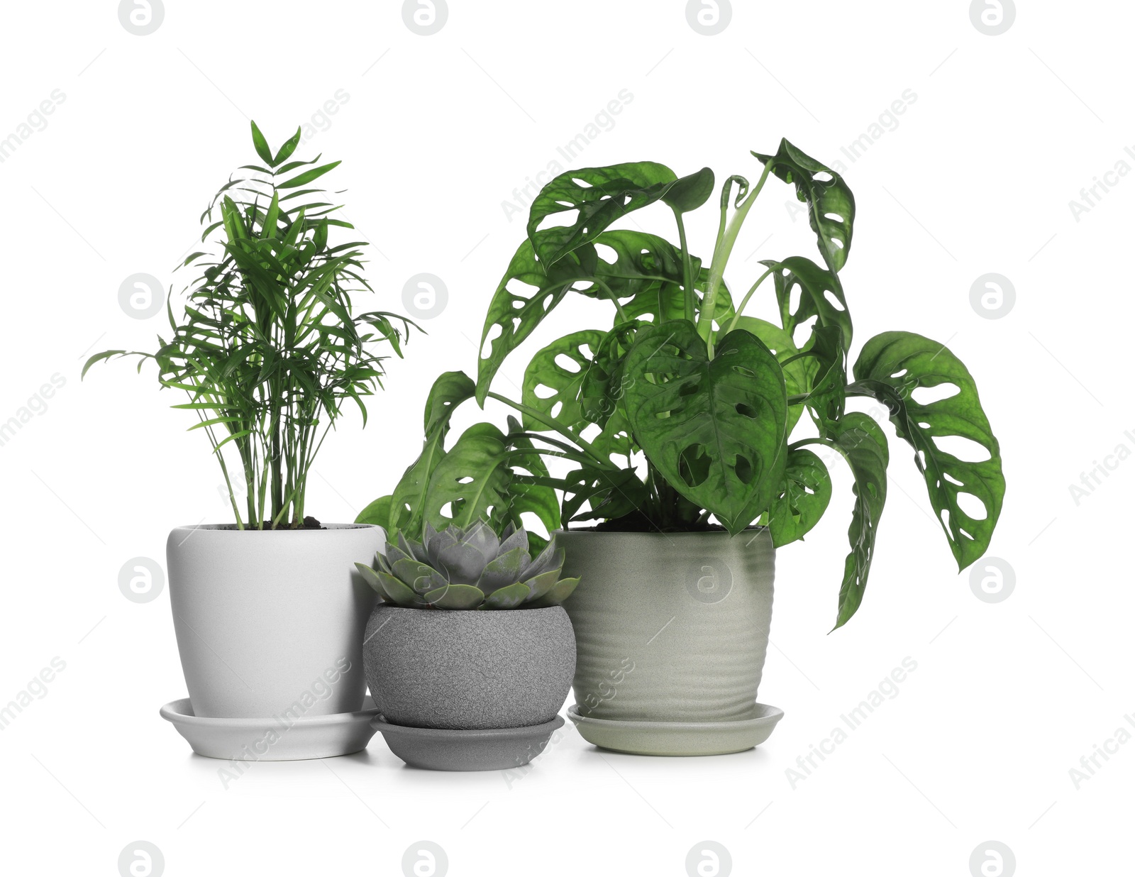 Photo of Different beautiful houseplants in pots on white background