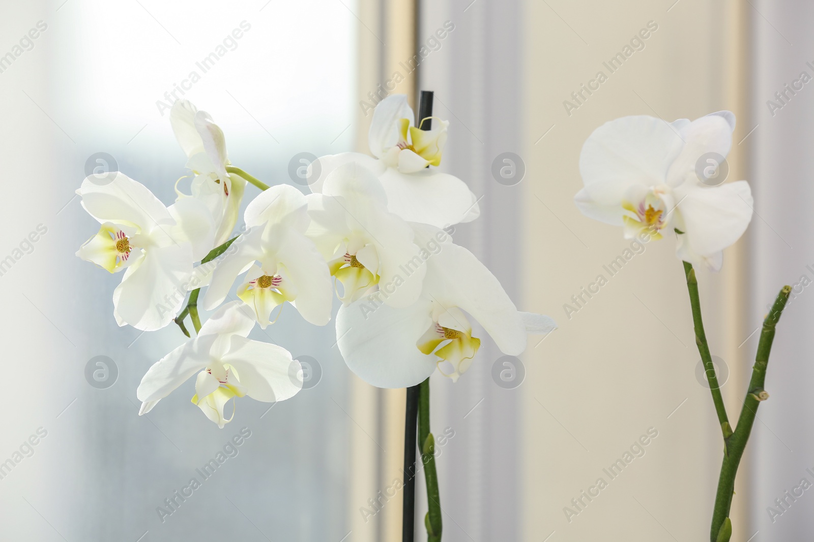 Photo of Branches with beautiful orchid flowers near window, closeup