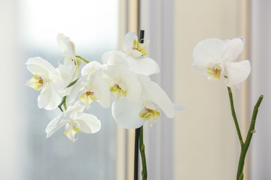 Branches with beautiful orchid flowers near window, closeup